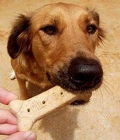 dog bone