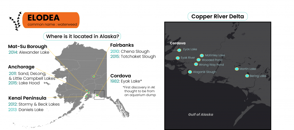 Elodea in Alaska map by ART Geospatial for CRWP